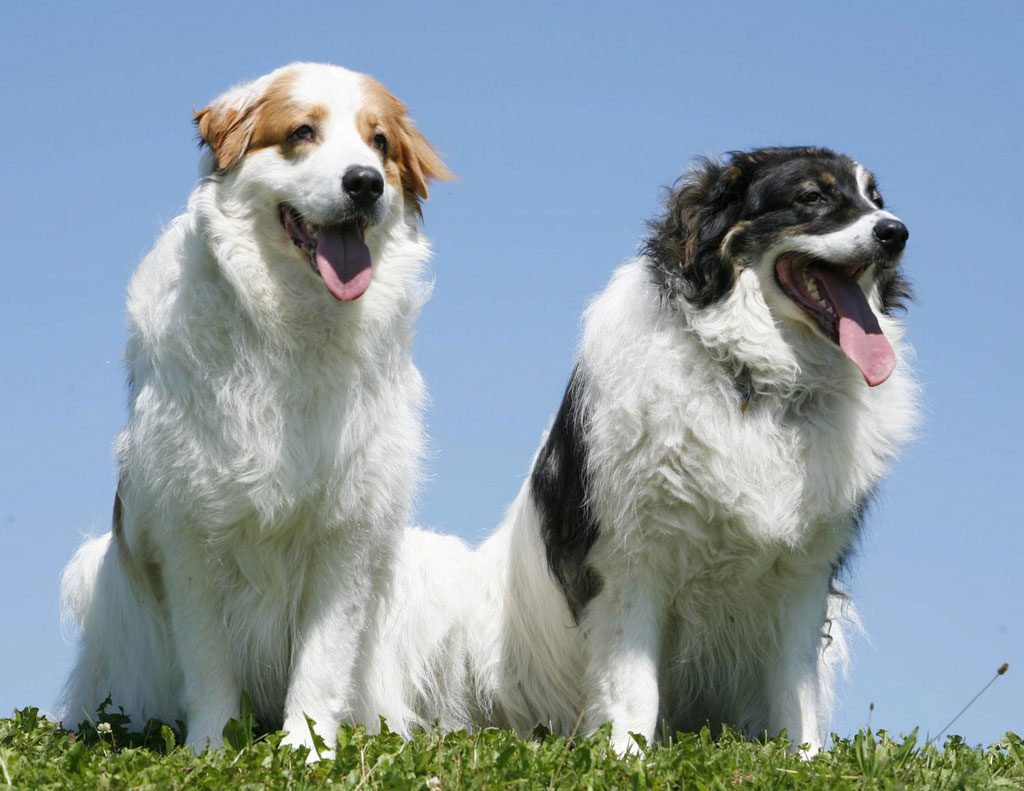 Tornjak Dogs Breeds