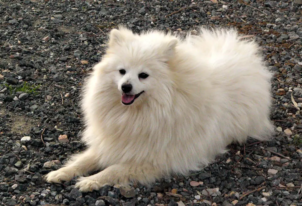 Volpino Italiano - European Spitz - Dog breeds of Italy