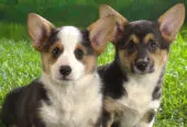 Corgi Galés de Pembroke