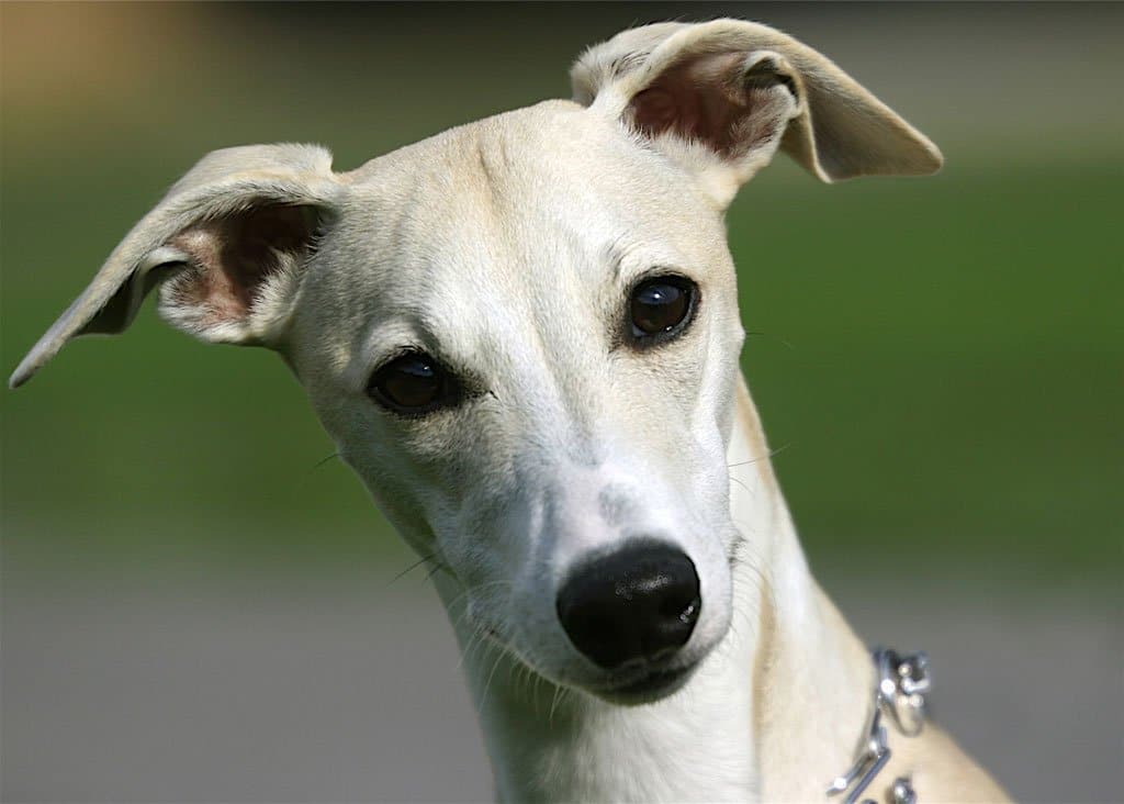 a dog breed called whippet