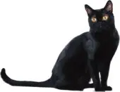 Gato Bombay