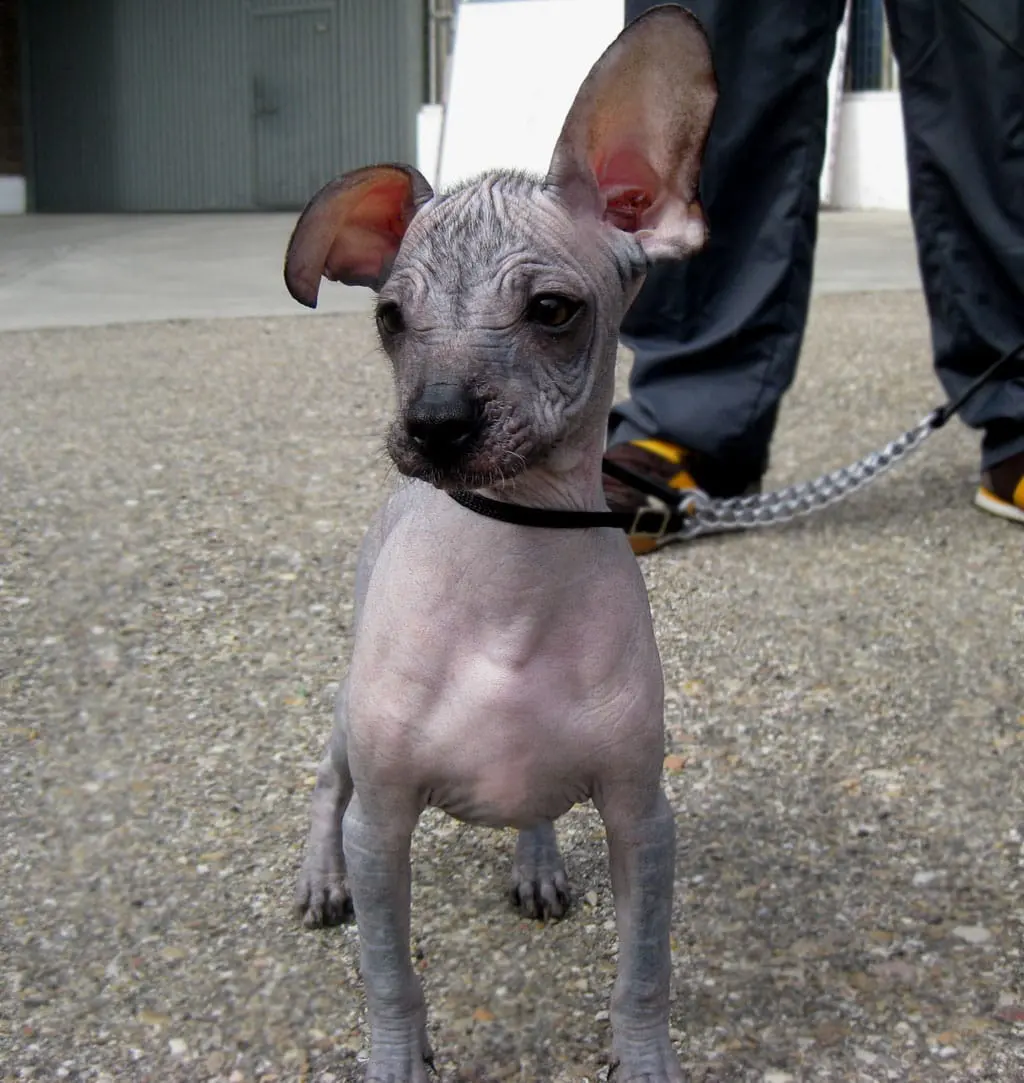 Mexican hairless dog - Dogs breeds | Pets