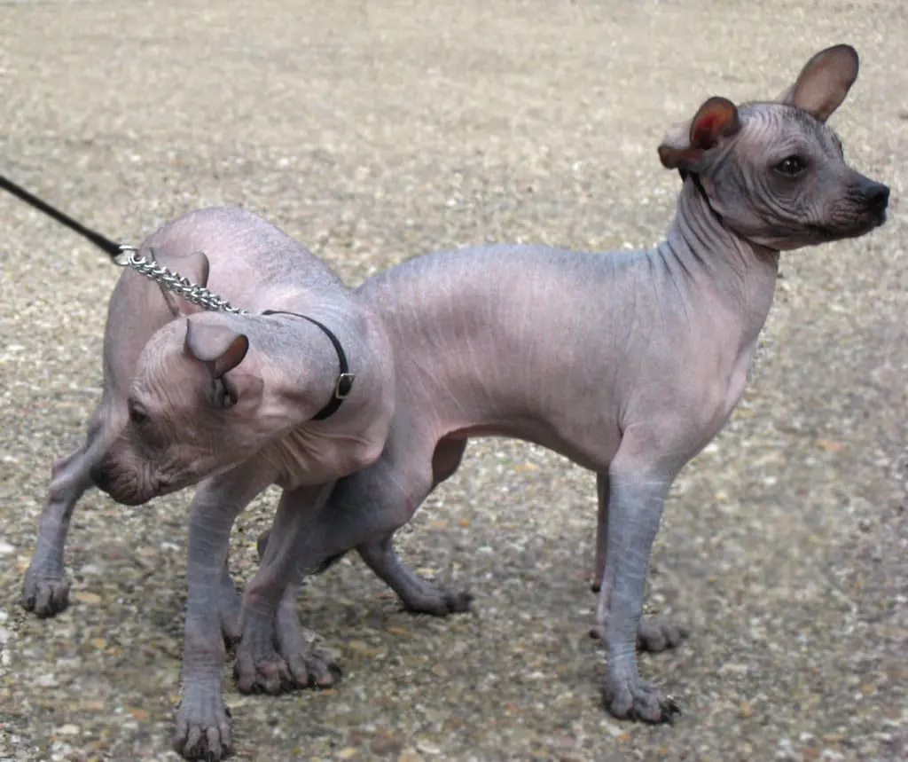 Mexican hairless dog - Dogs breeds | Pets