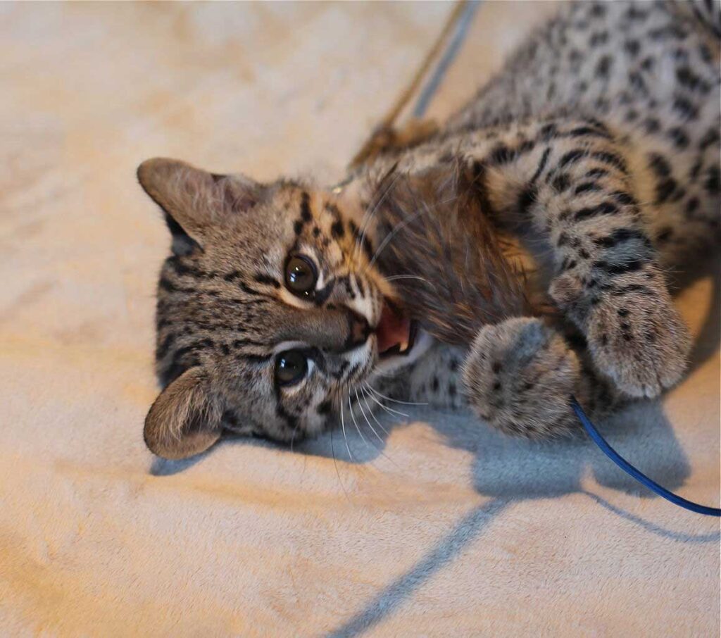 Gato de Geoffroy