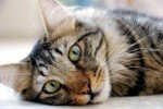 Katze - Inland