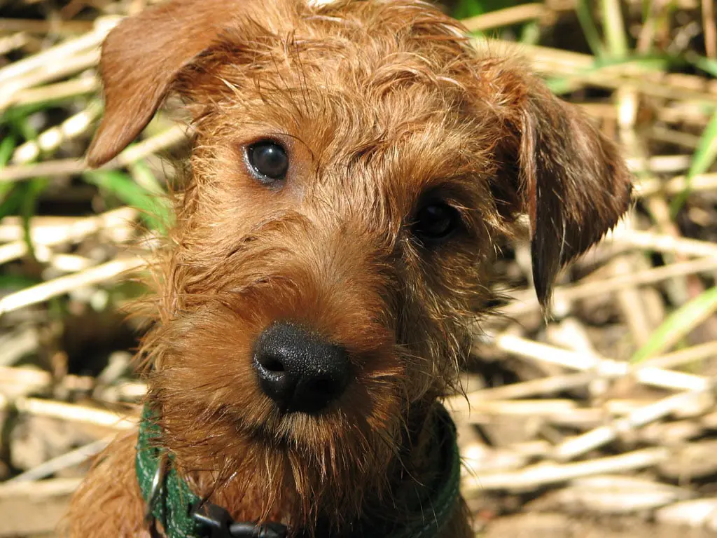 are welsh terriers friendly or dangerous to strangers