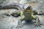 Tuatara