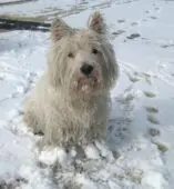 West Highland White Terrier (Tara)