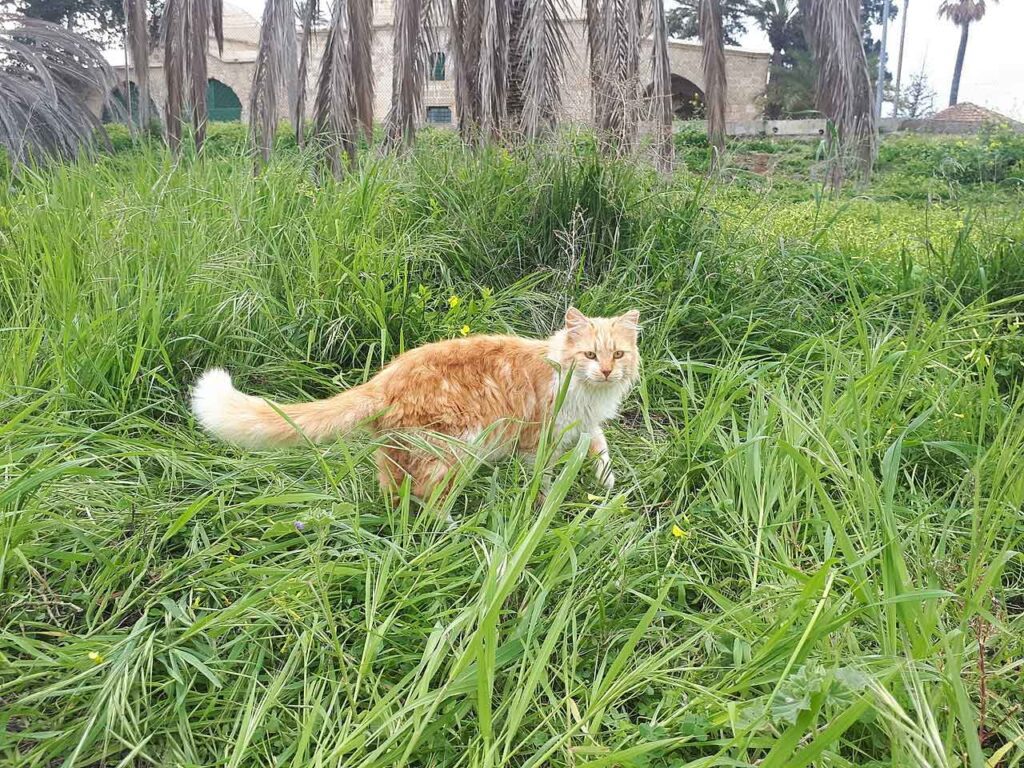 Gigante de Afrodite em Larnaca