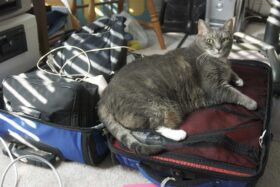 Aphrodite claims the luggage