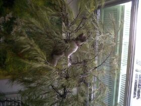Cyprus Shorthair cat climbing a tree