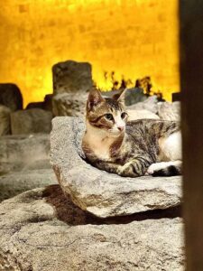 Esta fotografia mostra um gato cipriota apreciando o Castelo Medieval de Limassol à  noite.