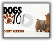 Dogs 101 - Silky Terrier