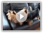 Australian silky terrier playing