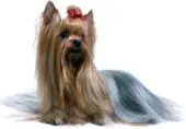 Australian Silky Terrier