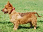 Australian Terrier
