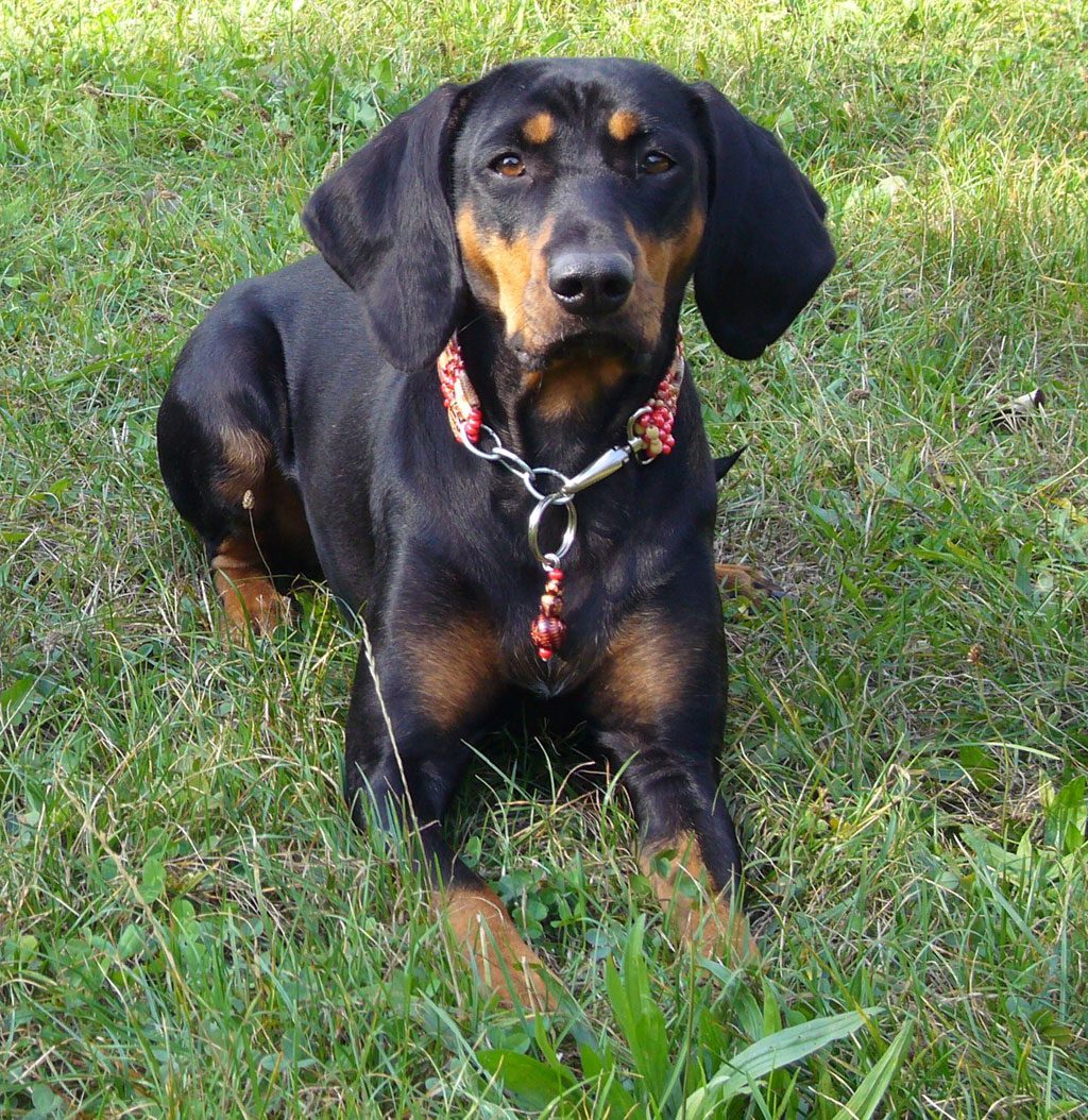 Austrian Black And Tan Hound Dogs Breeds