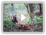 Basset des Alpen Caline das