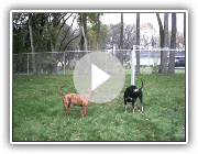 Barkfest mit Plott und Black And Tan