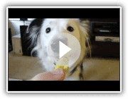 Amazing Dog Tricks by Paige the Border Collie!