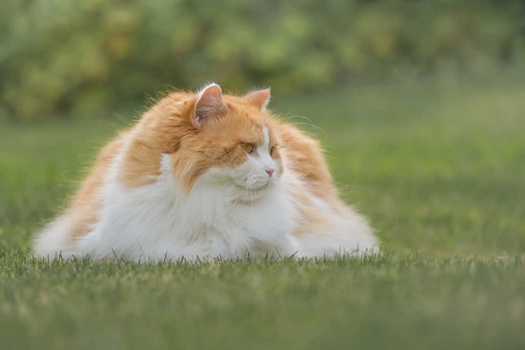 Gato britânico de pêlo longo