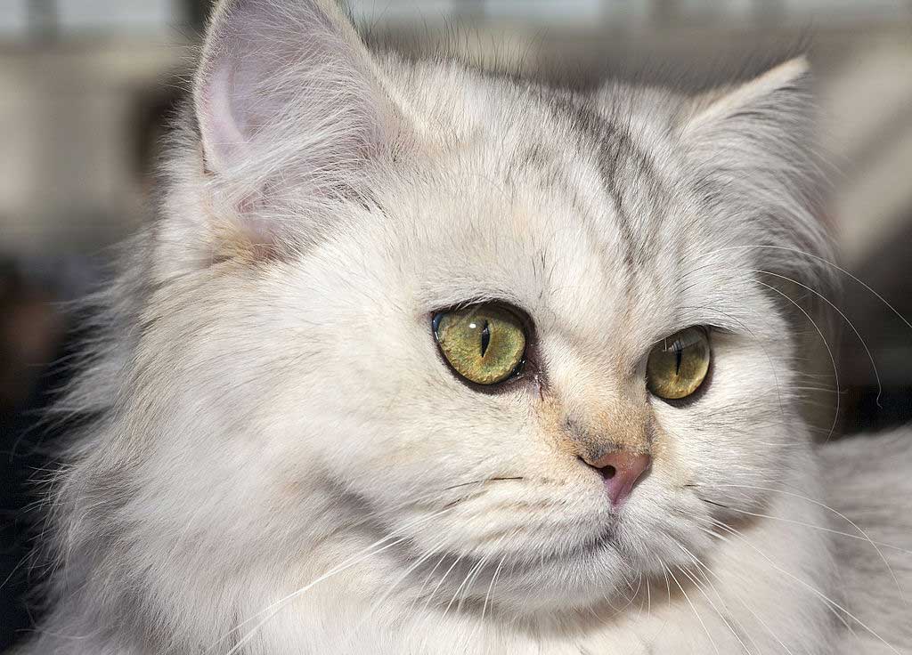 British longhair cat