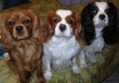 Cavalier King Charles Spaniel