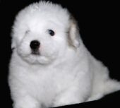 Coton de Tulear