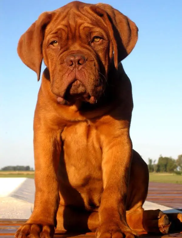Dogue de bordeaux protection store