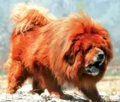 Dogo del Tíbet