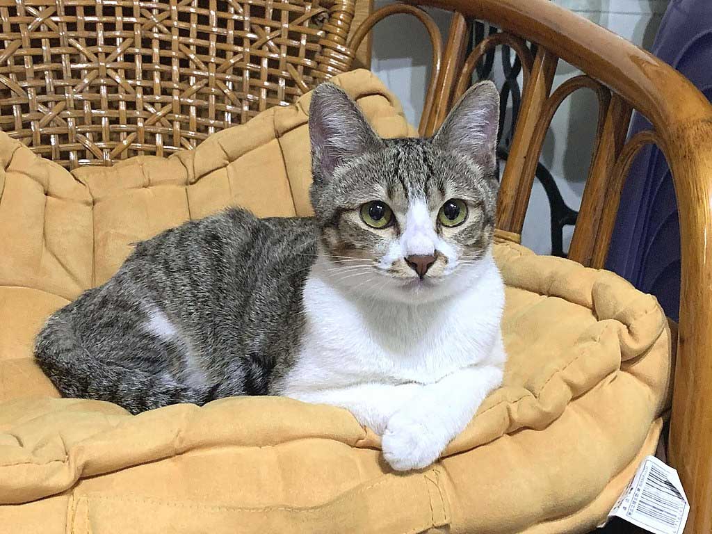 Aegean cat