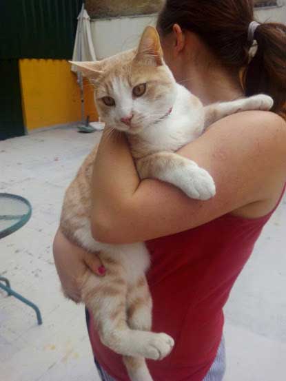 Aegean cat