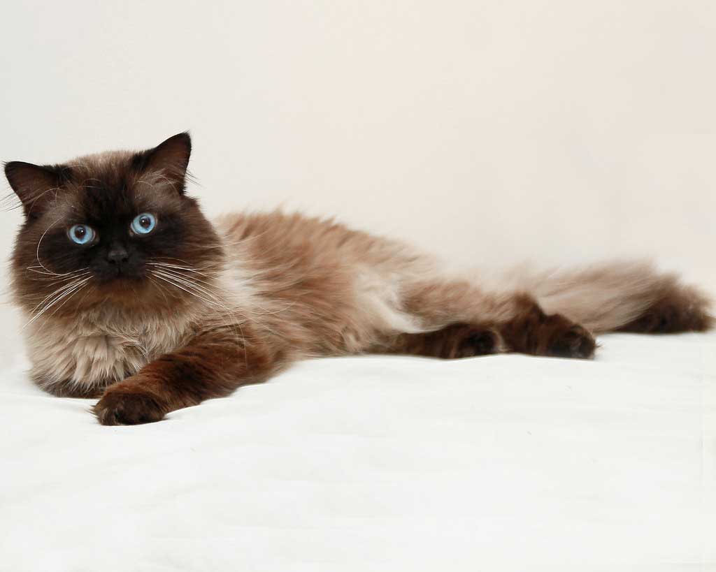 Gato himalaio