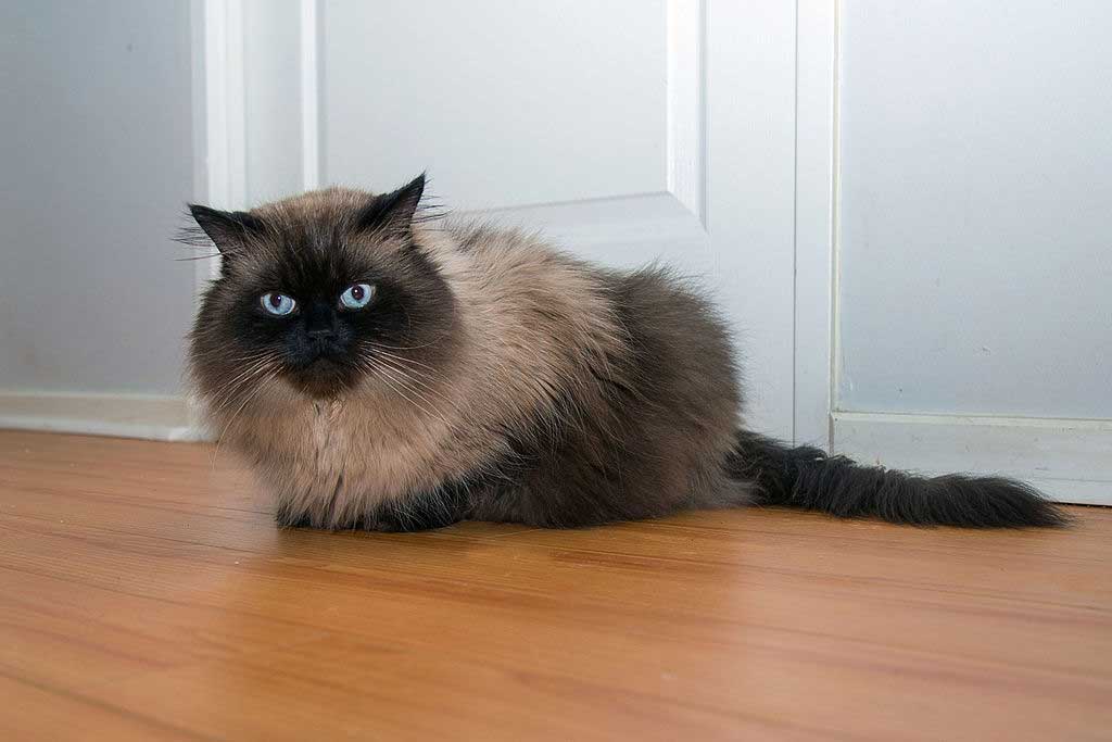 Gato do Himalaia