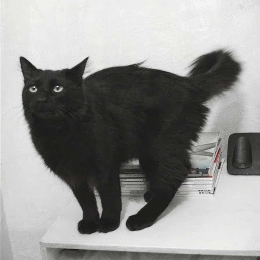 Schwarze russische Katze