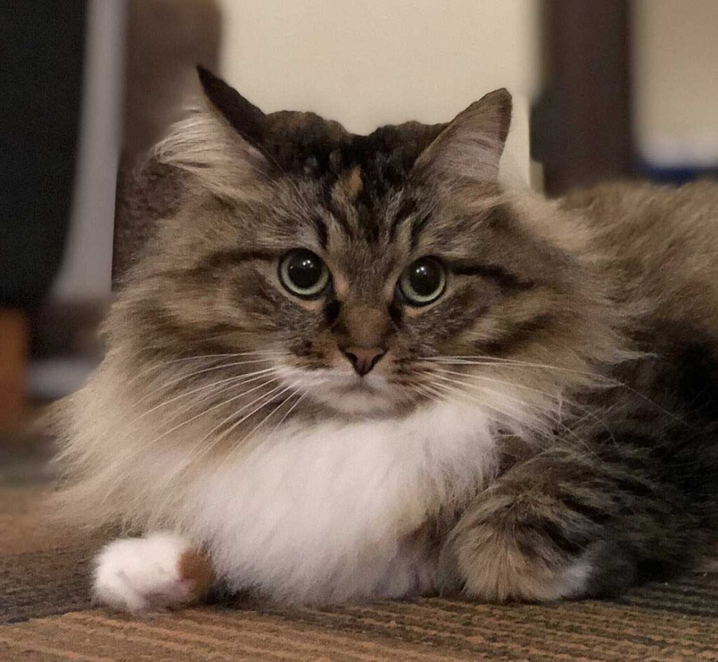 Siberian cat