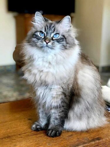 gato siberiano