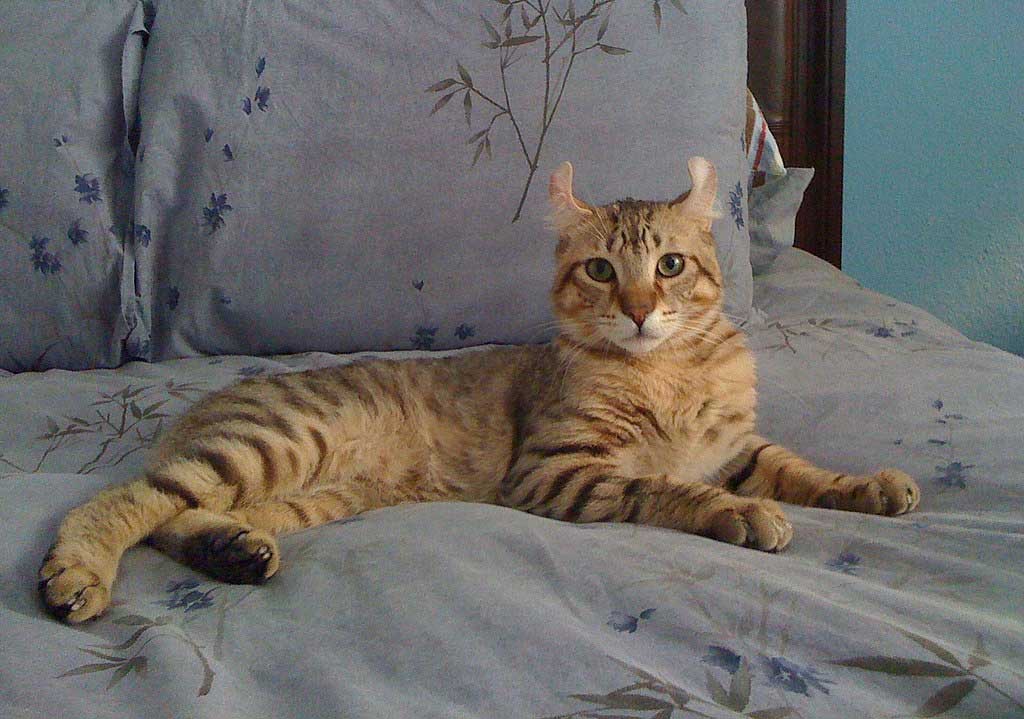 Gato das terras altas