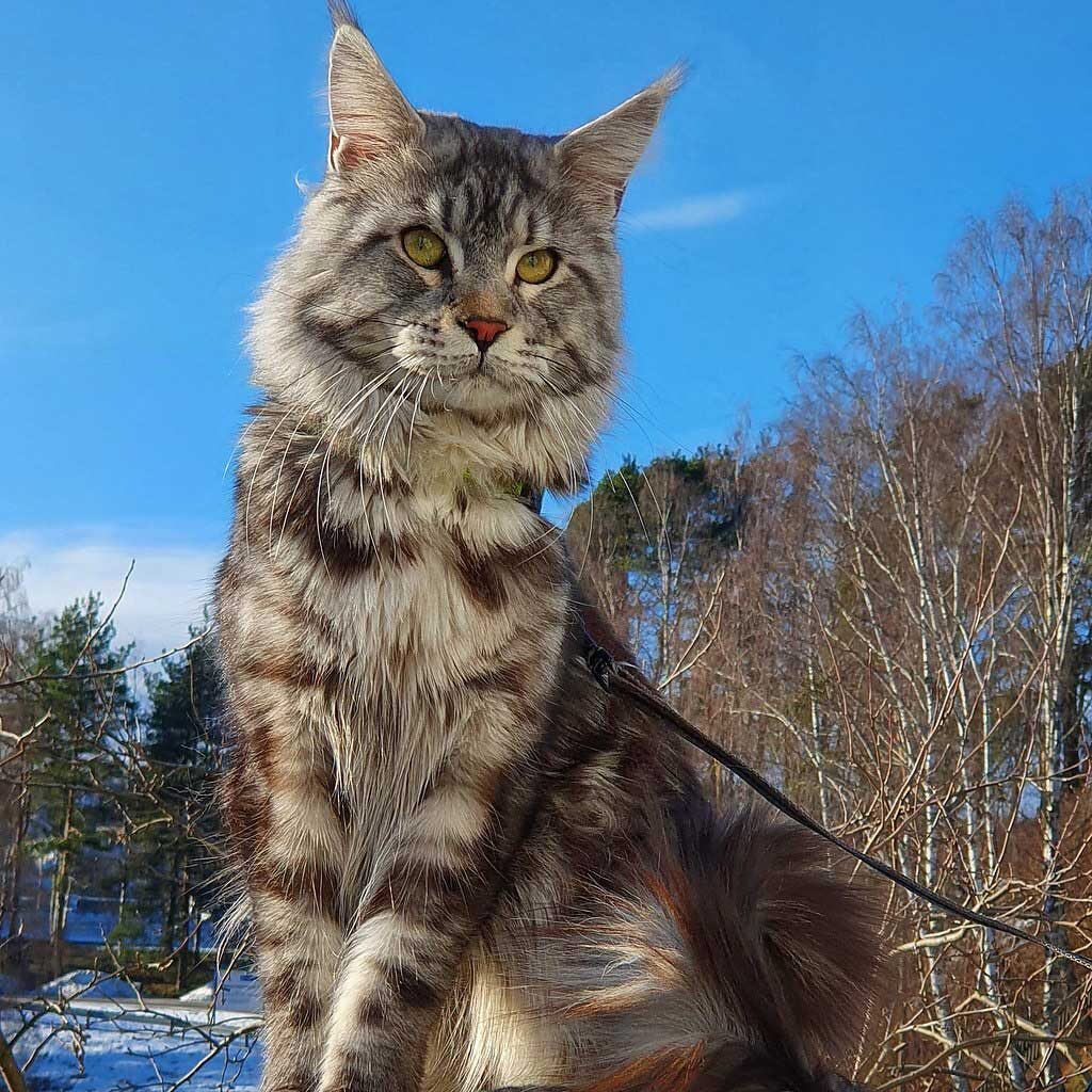 Maine Coon Silver Tabby