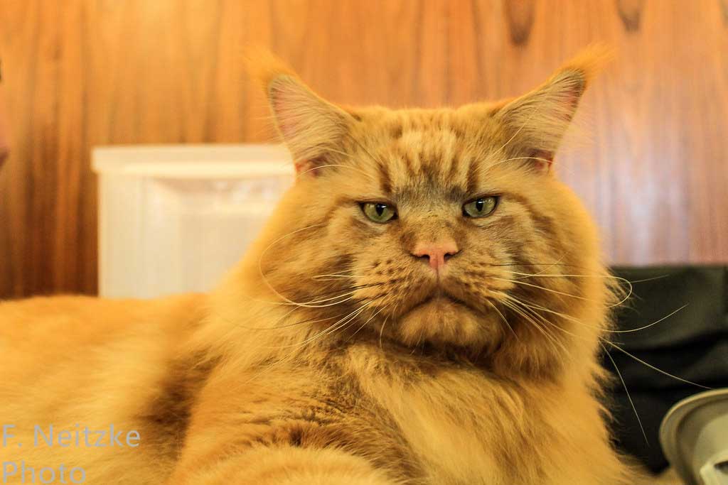 Maine Coon