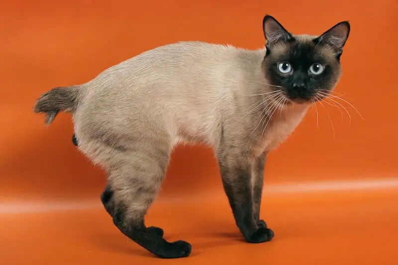 Mekong Bobtail Cat Characteristics And Character Cat Breeds Mekong Bobtail Cat Characteristics And Character Cat Breeds