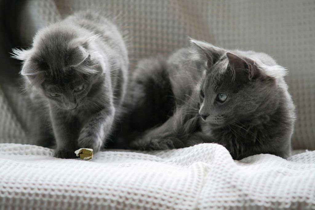 Nebelung