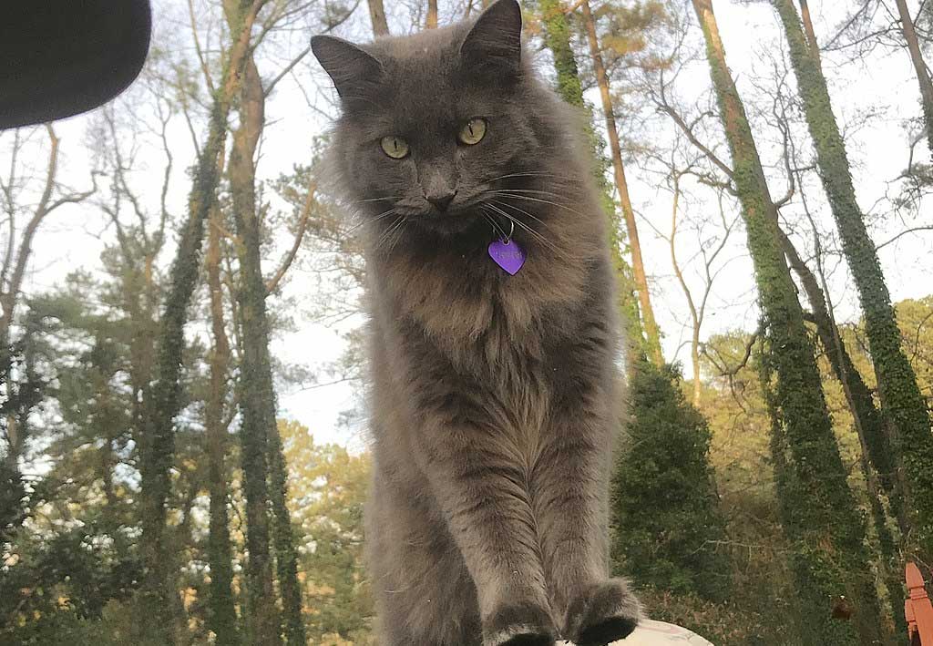 Nebelung