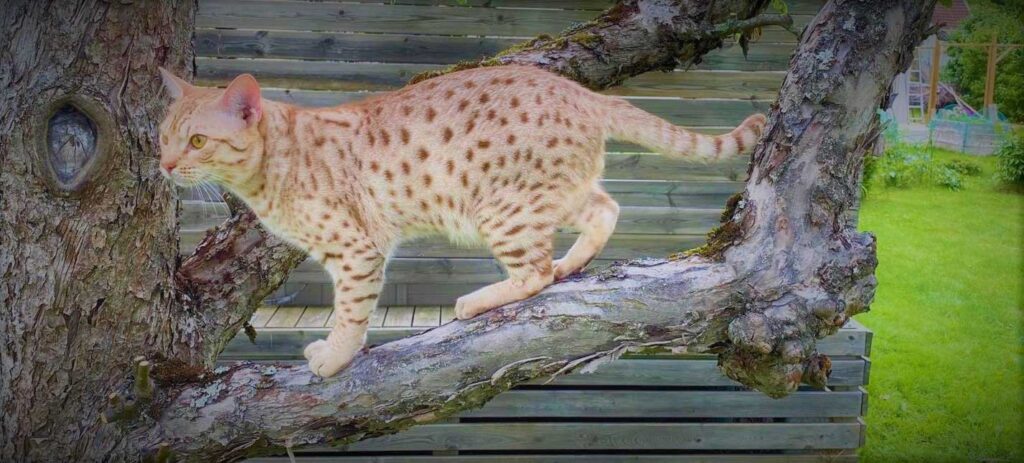 Ocicat