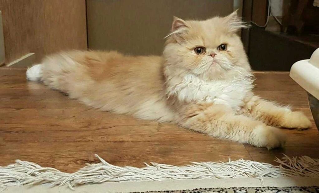 Persian Cat