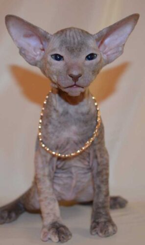 Peterbald