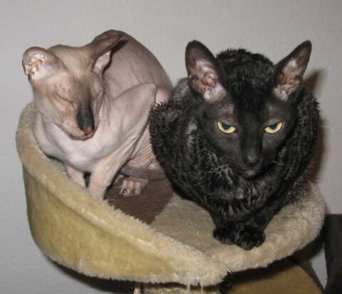 Peterbald