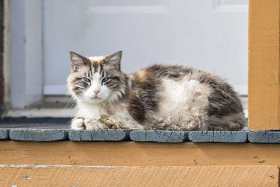 Ragamuffin