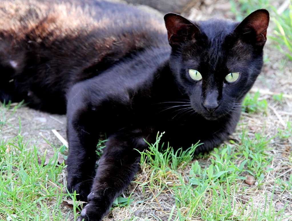 Chat Savannah