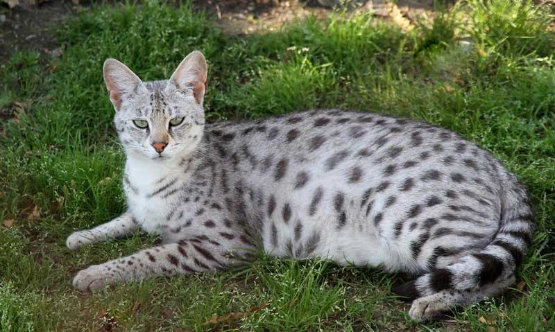 Chat Savannah